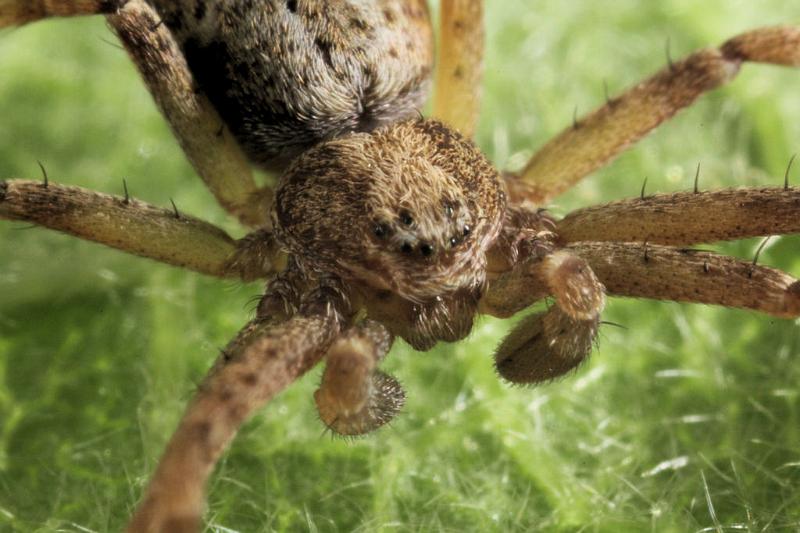 Philodromus_aureolus_D8179_Z_87_Bij afgraving_Nederland.jpg